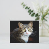 Tabby Briefkaart (Staand voorkant)