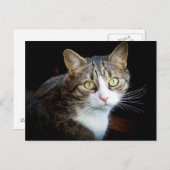 Tabby Briefkaart (Voorkant / Achterkant)