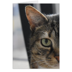 Tabby Cat
