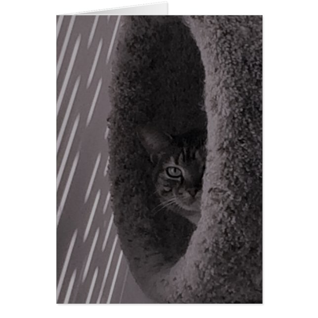 Tabby Cat (Voorkant)