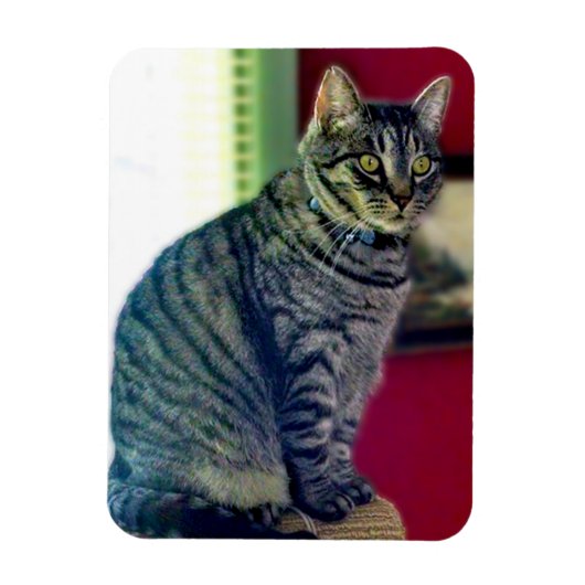 Tabby Cat 3"x4" Photo Magnet Magneet (Verticaal)