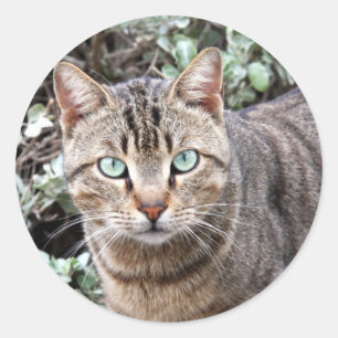 Tabby Cat aux yeux verts gros autocollants