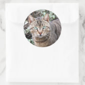 Tabby Cat aux yeux verts gros autocollants (Sac)