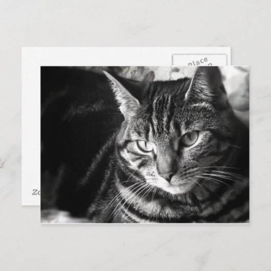Tabby Cat Briefkaart (Voorkant / Achterkant)