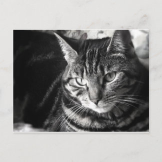Tabby Cat Briefkaart