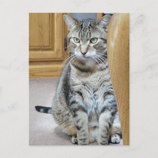 Tabby Cat Briefkaart (Voorkant)