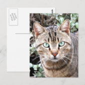 Tabby Cat Briefkaart (Voorkant / Achterkant)