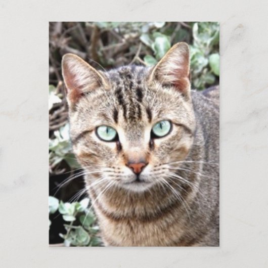 Tabby Cat Briefkaart (Voorkant)