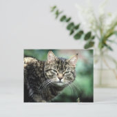 Tabby Cat Briefkaart (Staand voorkant)