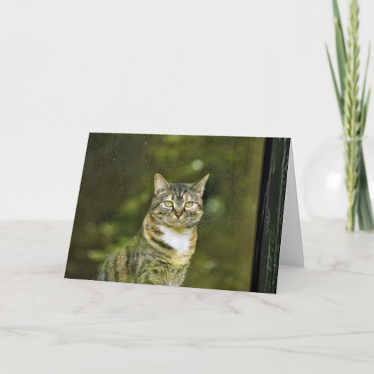 Tabby Cat, carte (Devant)