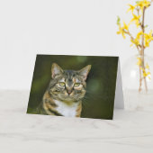 Tabby Cat, carte (Fleur jaune)