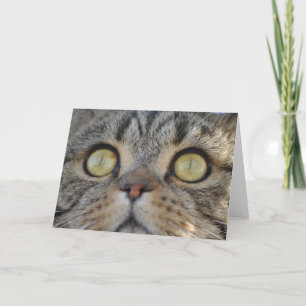 Tabby Cat - Carte de voeux