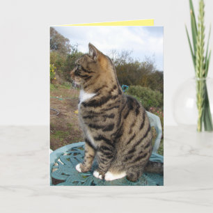 Tabby Cat Cute Strited Cats Carte Anniversaire