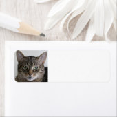 Tabby cat etiket (Insitu)