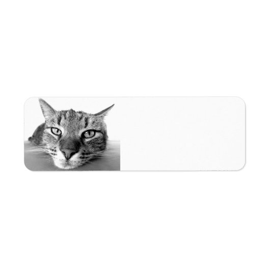 Tabby cat, étiquettes d'adresse de retour (Devant)