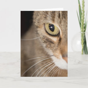 Tabby Cat Face Foto Wenskaart Blank Kaart