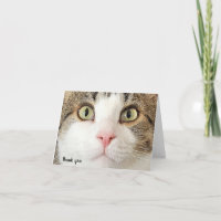 tabby cat face merci