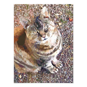 TABBY CAT FOTO AFDRUK