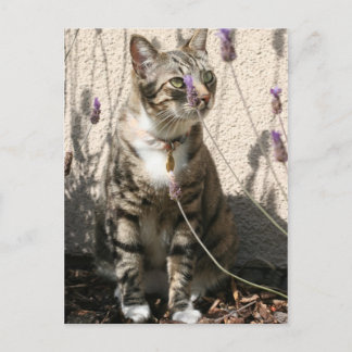 Tabby Cat in a Lavendor Bush Briefkaart