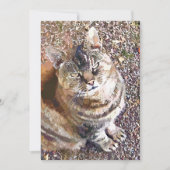 TABBY CAT-INVITATIE (Voorkant)