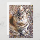 TABBY CAT-INVITATIE (Voorkant / Achterkant)