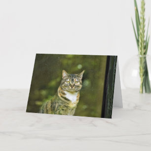 Tabby Cat, kaart