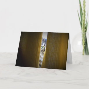Tabby Cat, kaart