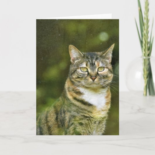 Tabby Cat, kaart (Voorkant)