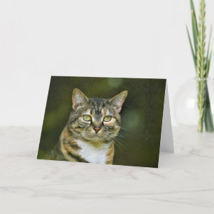 Tabby Cat, kaart