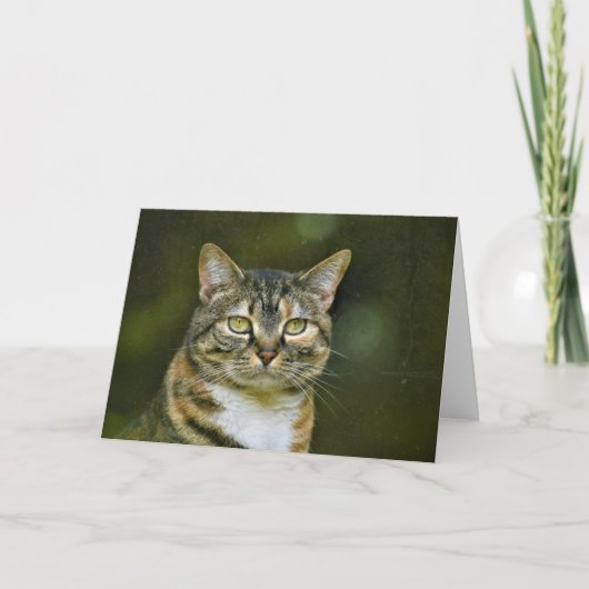 Tabby Cat, kaart (Voorkant)