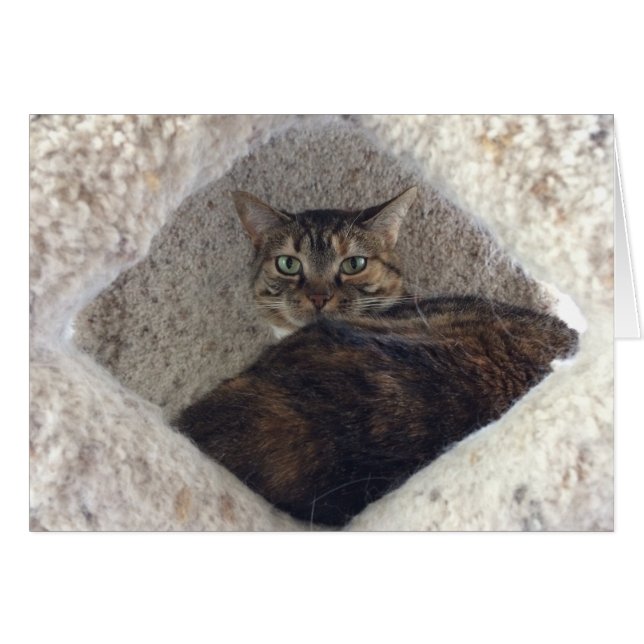 Tabby Cat, kaart (Voorkant Horizontaal)