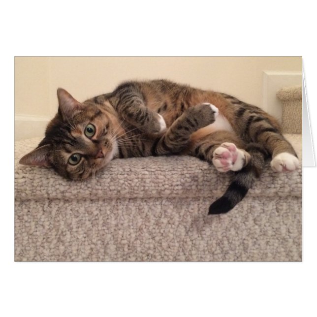 Tabby Cat, kaart (Voorkant Horizontaal)