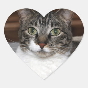Tabby Cat Kijkend naar je foto Hart Sticker