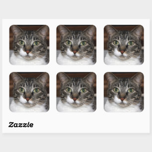 Tabby Cat Kijkend naar je foto Vierkante Sticker