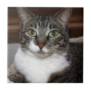 Tabby Cat Kijkend naar je foto's Tegeltje