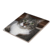 Tabby Cat Kijkend naar je foto's Tegeltje (Zijkant)