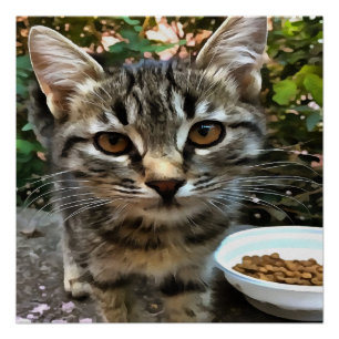 Tabby Cat Kitten die oog contact maken Perfect Poster