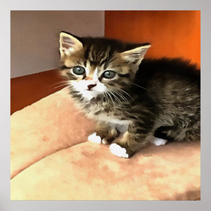 Tabby Cat Kitten Pet Portret Poster