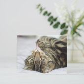Tabby Cat Licking Paw Briefkaart (Staand voorkant)