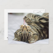 Tabby Cat Licking Paw Briefkaart (Voorkant / Achterkant)