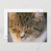 Tabby Cat Love Briefkaart (Voorkant / Achterkant)