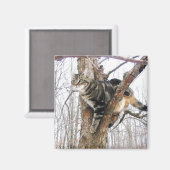 Tabby Cat Magnet Magneet (Voorkant / Achterkant)