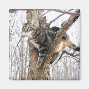 Tabby Cat Magnet Magneet