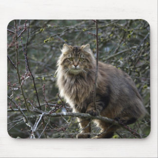 Tabby Cat Mousepad met lang haar Muismat