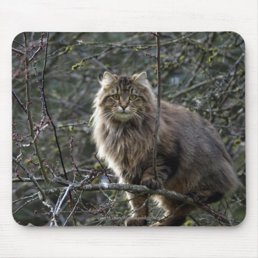 Tabby Cat Mousepad met lang haar Muismat (Voorkant)