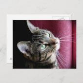 Tabby cat Note card Briefkaart (Voorkant / Achterkant)