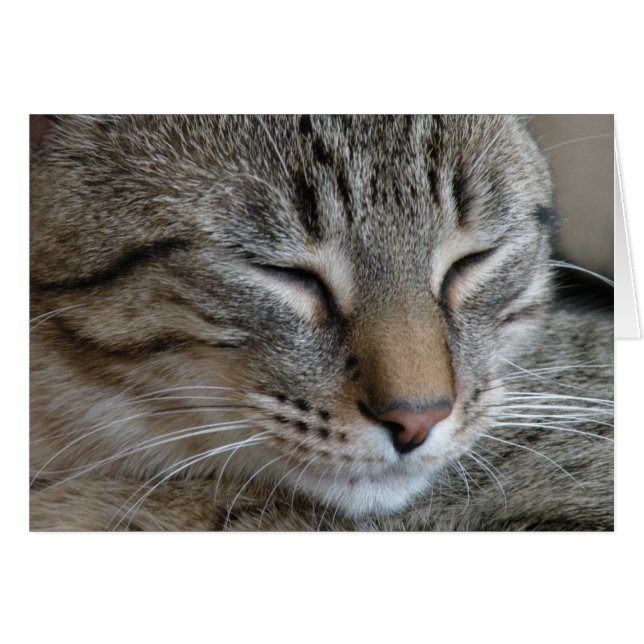 Tabby Cat Note-kaart (Voorkant Horizontaal)