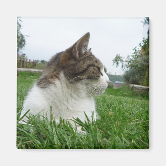 Tabby Cat Ontspannen in het gras Magneet