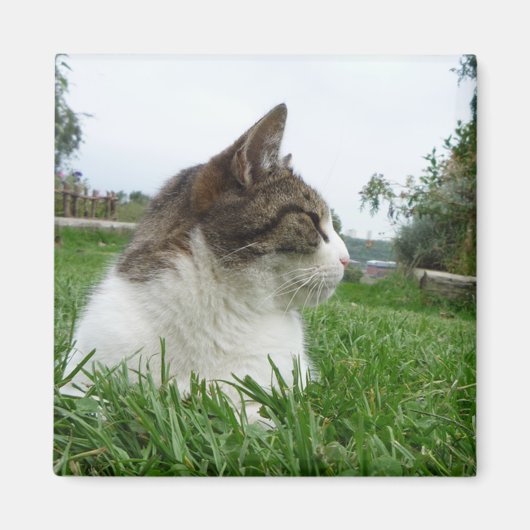 Tabby Cat Ontspannen in het gras Magneet (Voorkant)