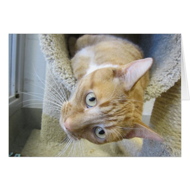 Tabby Cat orange et blanc (Devant horizontal)